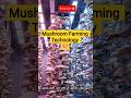 Mushroom Farming New Technology🍄#shorts #farming farming #viral #fypシ゚viral #facts #explore #fyp