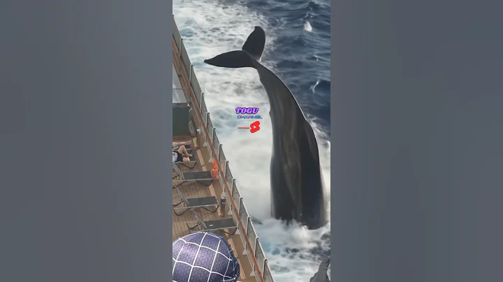 "A Giant Whale Leaps Beside a Cruise Ship – Unbelievable Ocean Moment!"