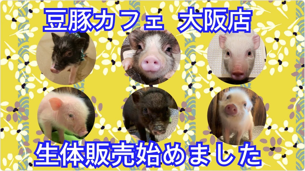 豆豚 大阪店 豆豚カフェ大阪店 生体販売はじめました Youtube