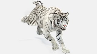 Animated White Tiger 3D Model – Rigged & VFX Ready