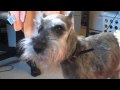 15 year old miniature schnauzer