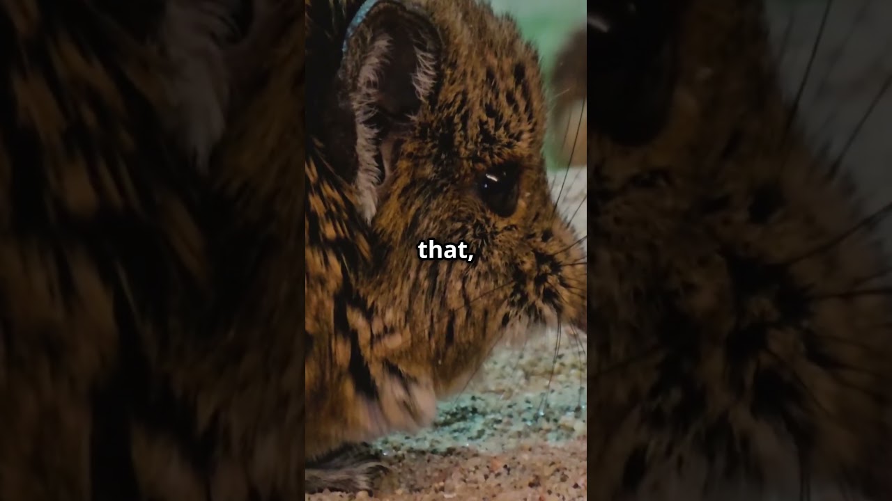 Etruscan Shrew: The Tiniest Mammal By Weight 🤯  