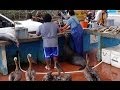 Fish Market, Puerto Ayora, Galapagos