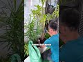 Low-maintenance indoor green plant bonsai design