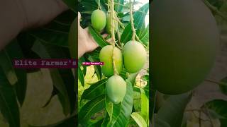mango harvesting soon // mango farming // 19 May 2026