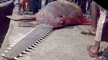 Welche gefährlichen Fische gibt es im Roten Meer?