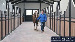 Hero vd Berghoeve Z
