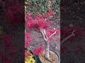 Beautiful fall colors red Japanese maples #bonsai #japansemaple #colors #red