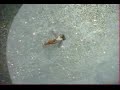 Eau des Merveilles - Hermès