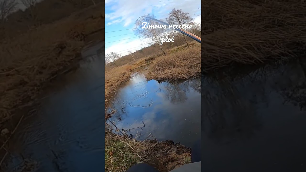 Zimowa rzeczna płoć 