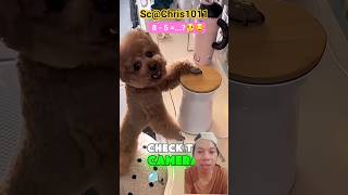 Abu Ketahuan Ngambil Makanan Ciripa!! 😊🤣 #shorts #remix #puppy #funnydogs