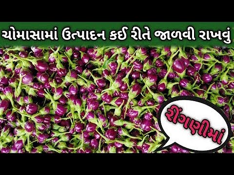 ચોમાસા ની ઋતુમાં રીંગણ નુ ઉત્પાદન કેવી રીતે જાળવી રાખવુ