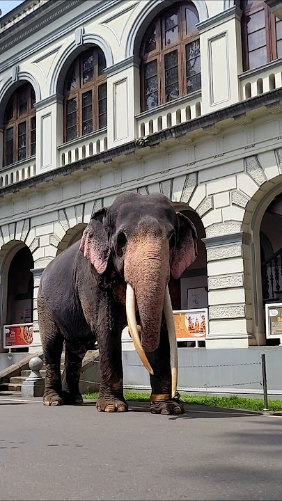තනියම මේ කොහෙද යන්නේ 💗 #elephant #shorts