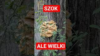 SZOK. Ale wielki #mushroom #grzyby #grzybobranie