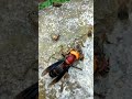 小蜜蜂大戰虎頭蜂 小蜜蜂大戰虎頭蜂