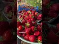 #жизньзагородом #огородкруглыйгод  #garden #shorts #petrovchanka_lera #petrovchanka