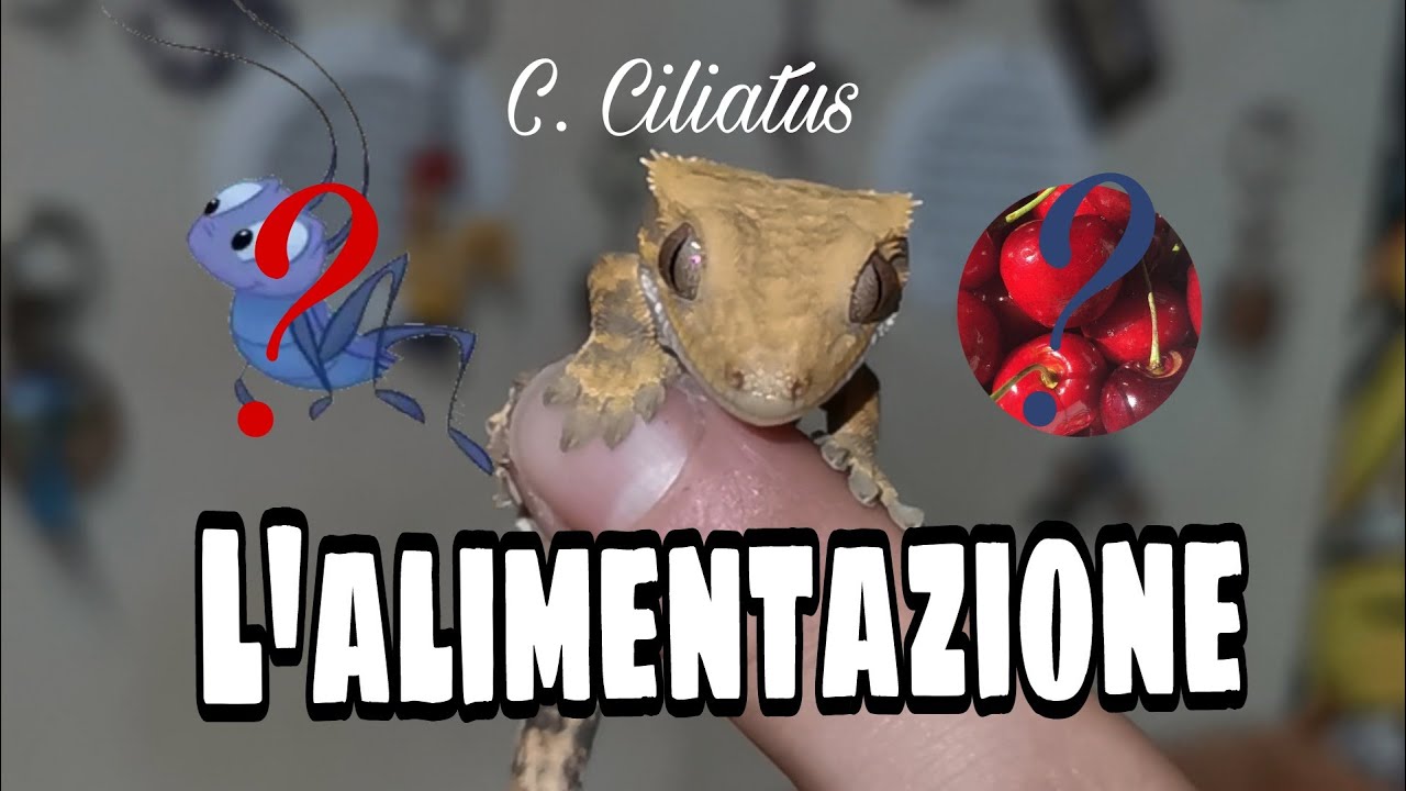 Integratori Vitamine Rettili Mangime Per Gechi Ciliatus - Alimento - 11