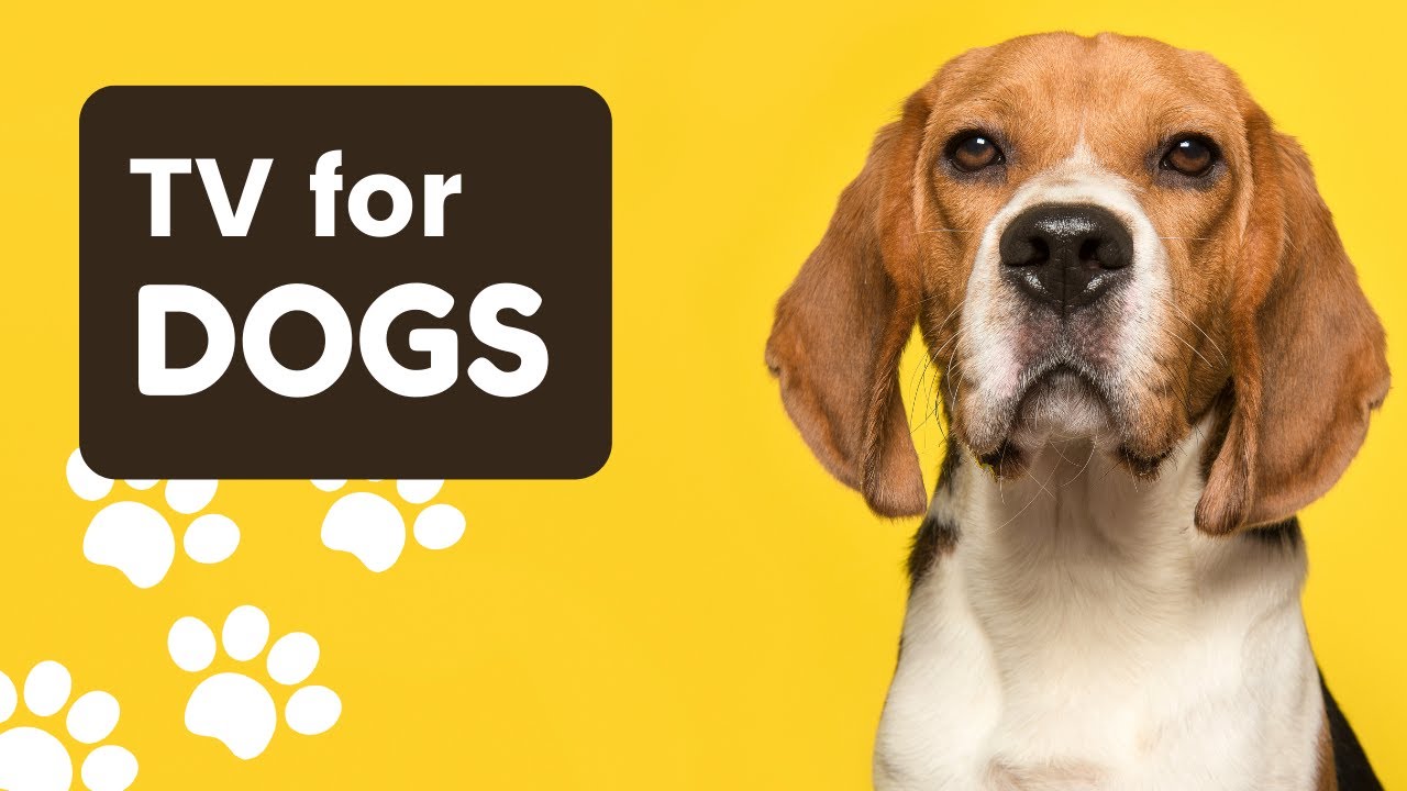 Dogs' TV! 8 HOURS of Fun & Entertainment for Bored Dogs Music! YouTube
