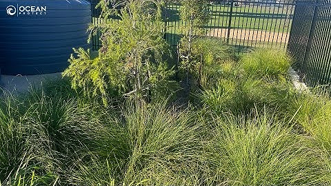 Inspection of Filterra bioretention at Oakey, QLD