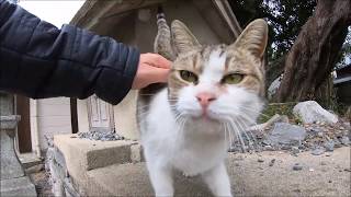 【猫島】可愛い猫と一緒に神社でお参り