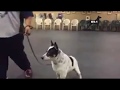 Academy of Canine Behavior WIFFLE BALL BAT video - What can we learn from it? (K9-1.com) Academy of Canine Behavior WIFFLE BALL BAT video - What can we learn from it? (K9-1.com)