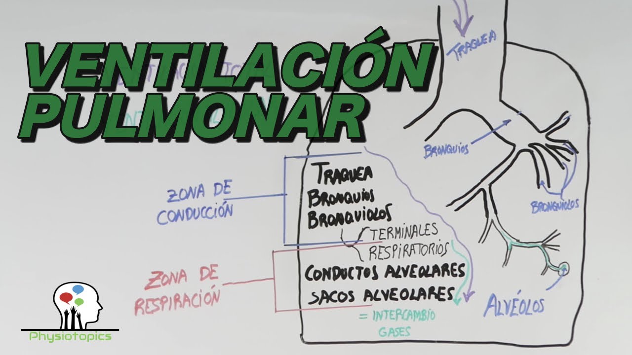 Volúmenes pulmonares ¿Cuánto aire respiramos por minuto? YouTube Volúmenes pulmonares ¿Cuánto aire respiramos por minuto? YouTube