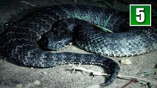 TOP 10 Most Strangest Things You Never Know About Australia
