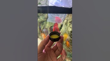 Một dòng cá Đĩa cực đẹp và đáng nuôi trong bể cá của bạn #thuysinh