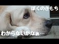 「お家に入りたくないよ...」駄々っ子になる英国ゴールデンレトリバーギンちゃん(1歳)