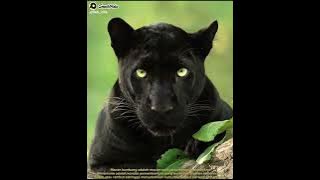 macan kumbang #panther #leopard #anakanak #edukasi #edukasianak #video #binatang #hewan #hewanunik