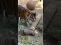CJ the Sumatran Tiger at the L.A. Zoo!