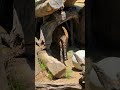 CJ the Sumatran Tiger at the L.A. Zoo!
