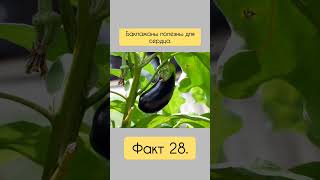 Факт 28. Баклажан. #здоровье #польза #баклажан #сердце #shorts