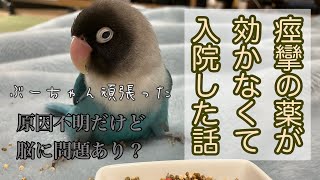 また痙攣が起きて入院したよ【ボタンインコのぶーちゃん】