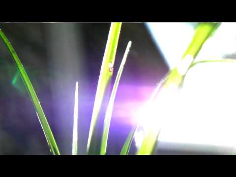 Grass World Trailer - Sanyo Xacti VPC CG - 10 - In...