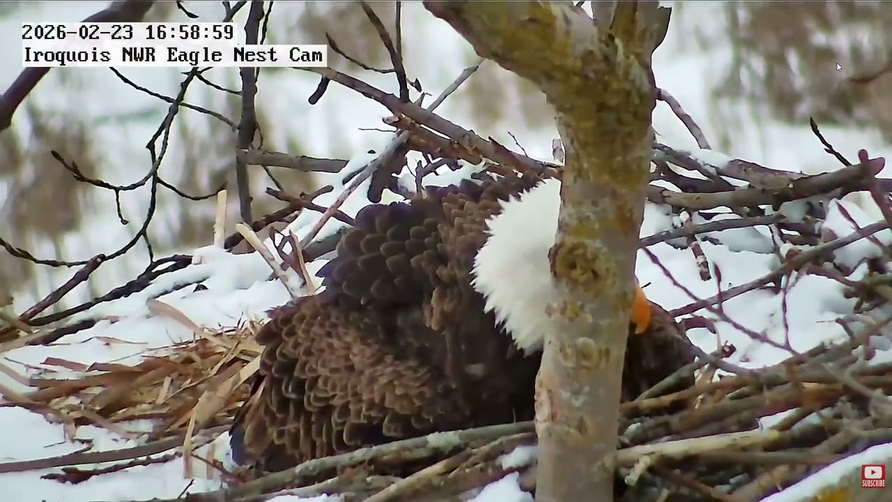 INWR-Egg#2 arrives! 2062 02 23