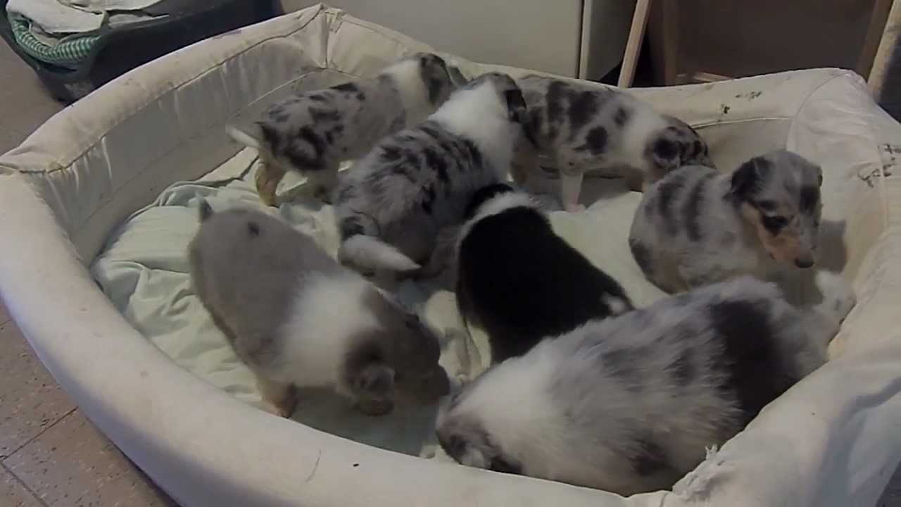 rough night Aine pups video