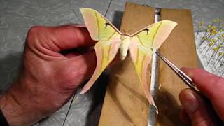 Pinning Riker Mount Specimens- part  2