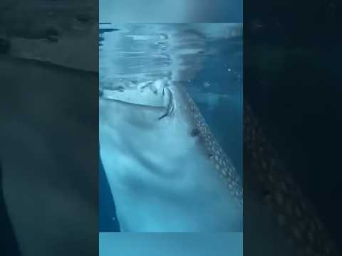 Чуть Не ЗАСОСАЛА Лодку😱 #shorts