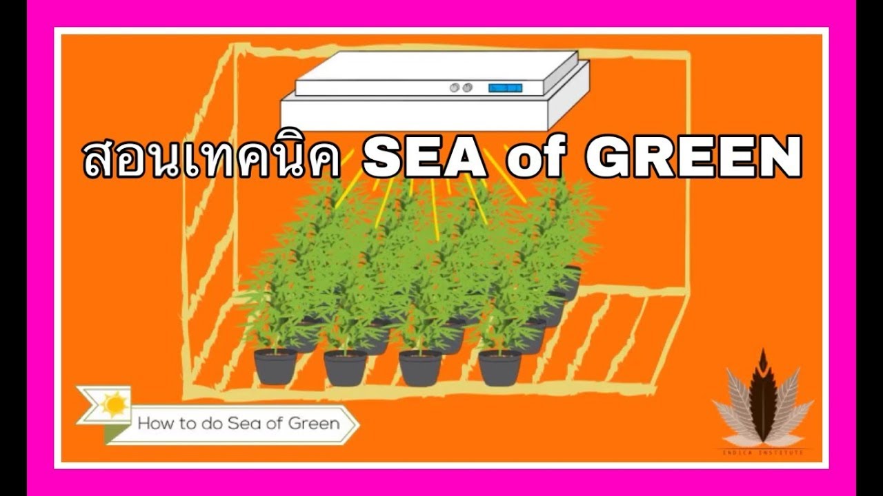 วิธีปลูกกัญชา EP 8 SEA of GREEN and 12/12 from SEED YouTube