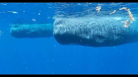 Decoding Whale Language: How AI Bridges the Communication Gap