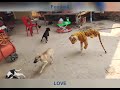 Fake tiger real dogs prank  shocked this dog  tigerfunnyfunnydoglover  new dog prank 2023