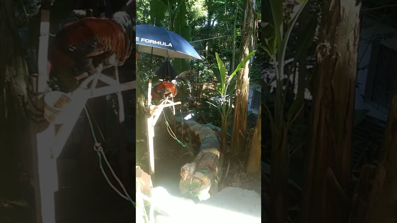 The Rooster Show: Pure Breed Spotlight LIVE! 🐓🐓🐓🐓