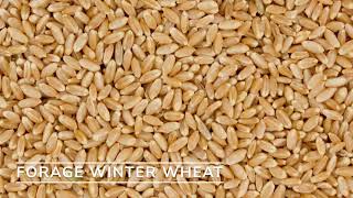 Forage Winter Wheat