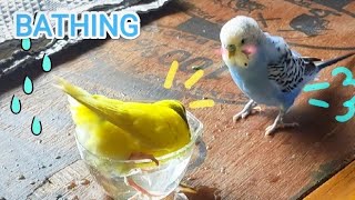 Budgies bathing | Cute budgies playing |parrot sounds #budgielove #budgies #birdslover #budgiesound