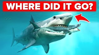 Real Reason Why Megalodon Went Extinct