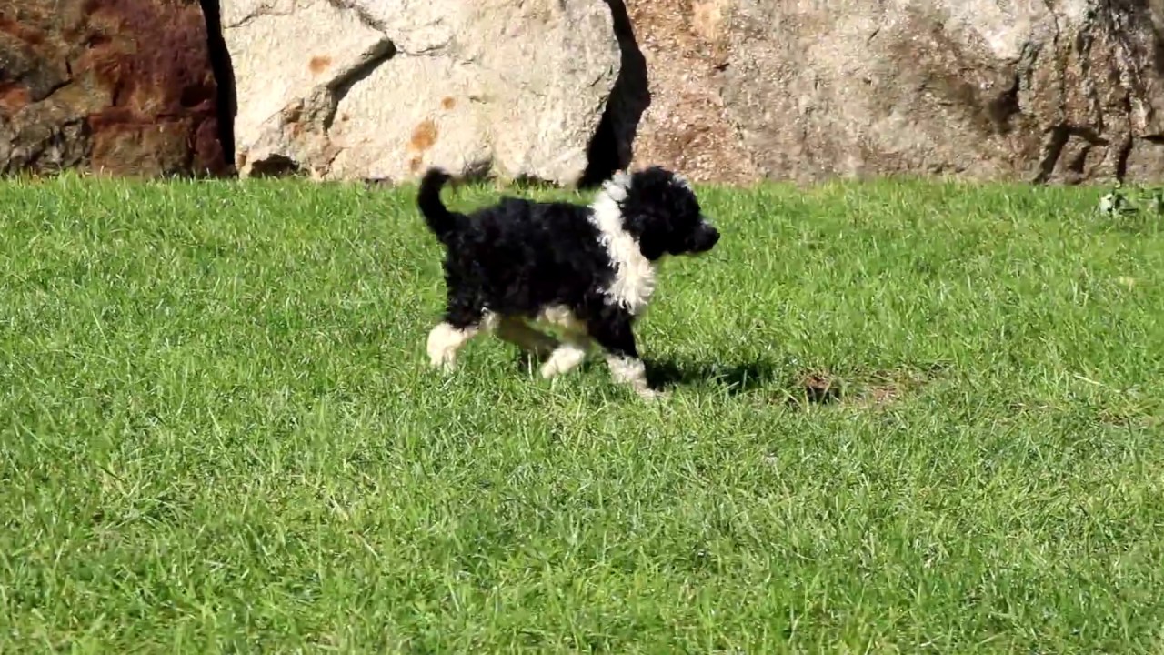 Standard Poodle Puppies for Sale