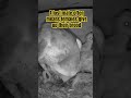 So cute - Barn owl mom feeds her owlets ❤️ #almaandfriedel #owls #nestboxlife