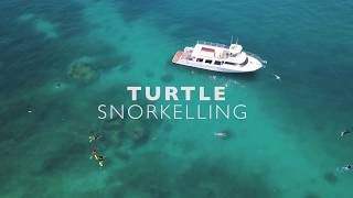 Ocean Eco Adventures Turtle Snorkelling Eco Tour 3Min