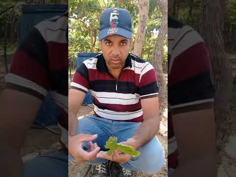 فرق بين شجرة العنب الفيليم الإسبريور إيرلي سويت بنظرة عينك